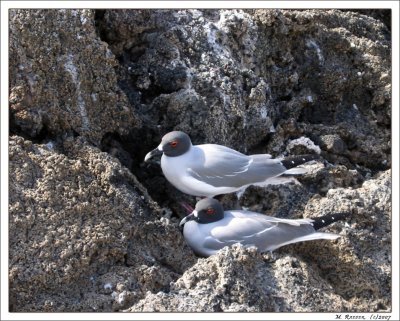 Swallow-Tail Gull_073