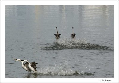 Dancing on the water_586b