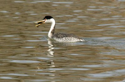 Grebe with fish for 'dinner'