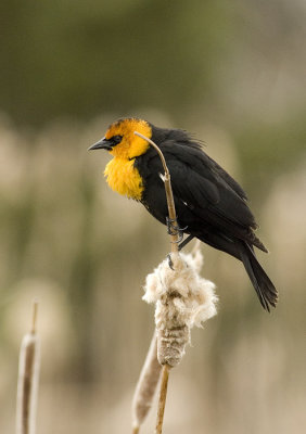 Yellow-headed blackbird_586k
