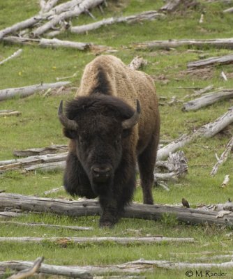 Yellowstone in Summer