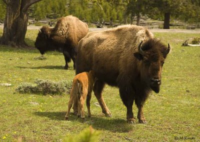 Bison Mom with calf_600h