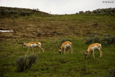 Pronghorn Antelopes_600m