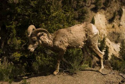 Bighorn sheep_600p