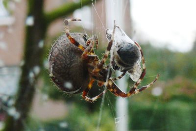 BIG spider with prey