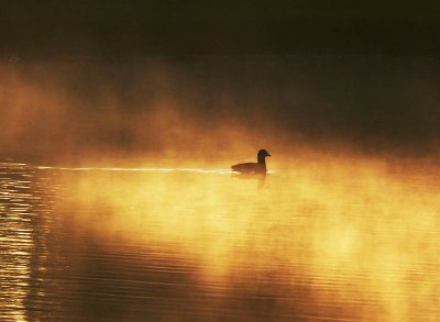 Coot in the mist