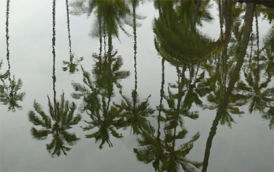 Reflected Palms
