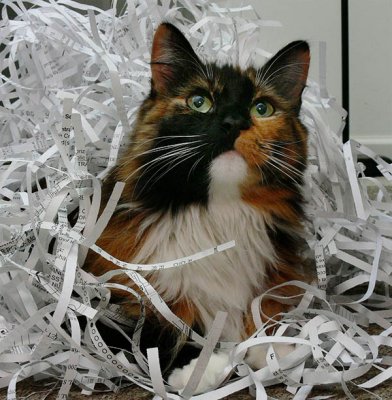 Who let the cat into the shredder?