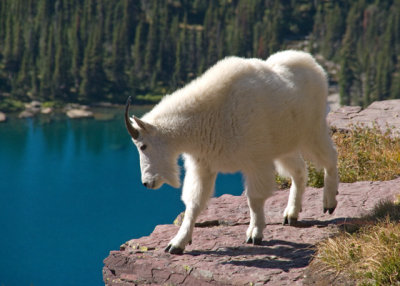 Fz4 Mountain goat on ledge above Hidden Lake in Glacier National Park.jpg