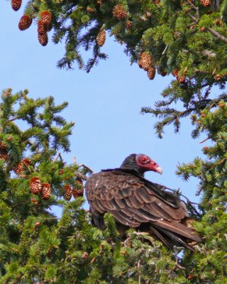 Fz4 Turkey vulture roosting.jpg