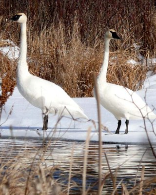 Swans or Geese