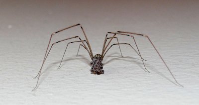 Arachnid with eggs.....