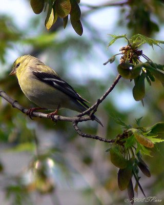 Female Gold Finch