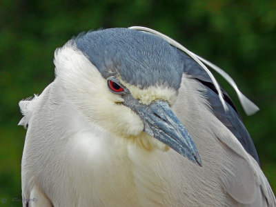 Black-crowned Heron