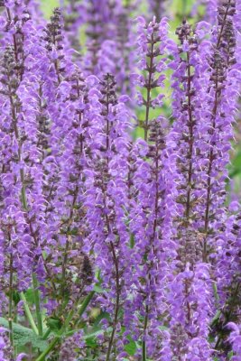 Purple Salvia