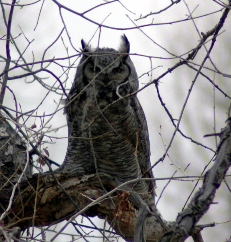 Taiga Great-horned Owl