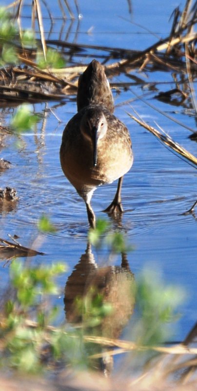 Clapper Rail