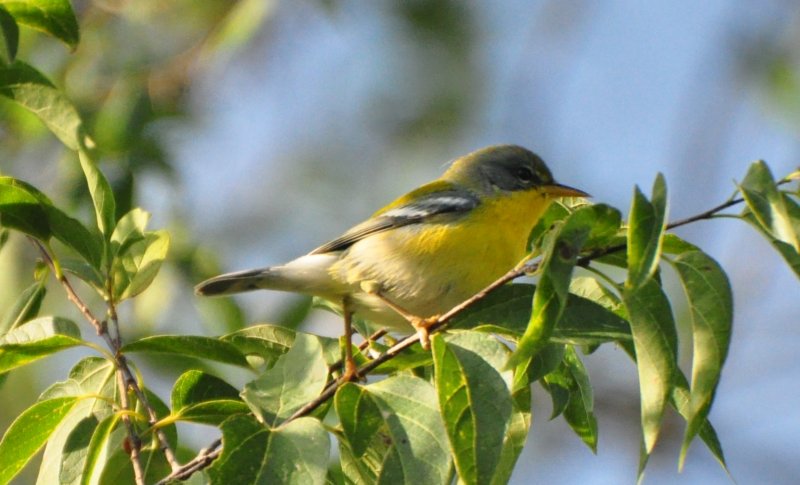 (NorthernXTropical) Parula, Female