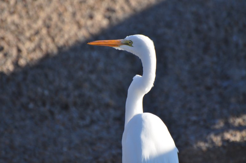 Great Egret