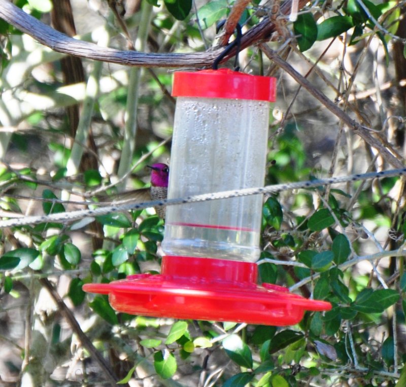 Annas Hummingbird