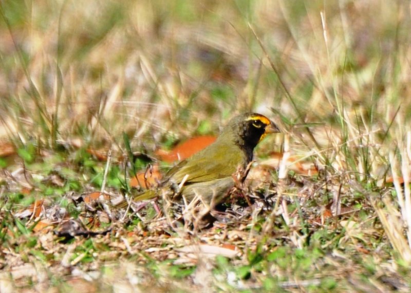 Yellow-faced Grassquit (4)