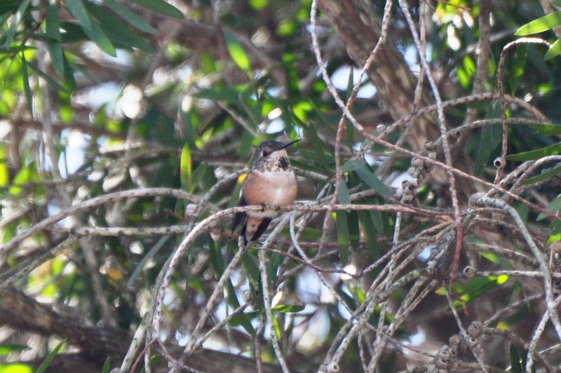 Female Rufous Hummigbird