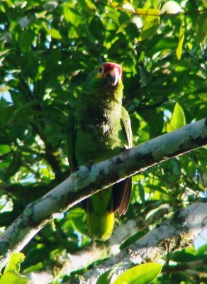 Red-lored Parrot