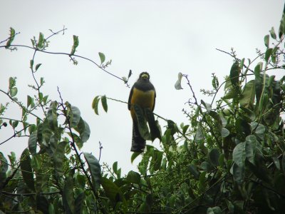 Gartered Trogon