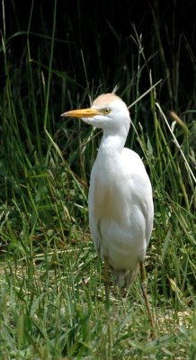 Alternate Plumaged Cattle Egret