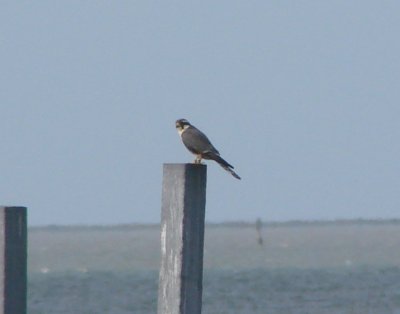 Aplomado Falcon