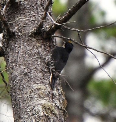 Black-backed Woodpecker, Male