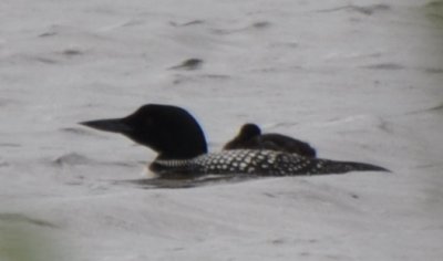 Common Loon with Chick on Board