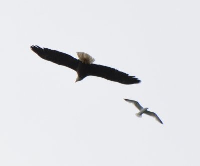 Eagle and Gull