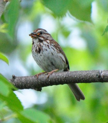 Song Sparrow