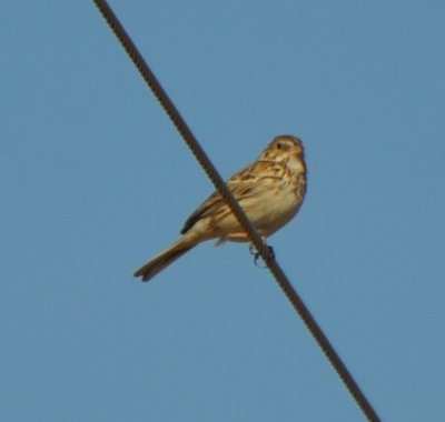 Vesper Sparrow