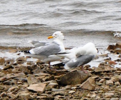 Alternate Plumaged Herring Gulls