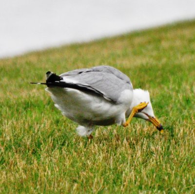 Ring-billed Gull Scratching