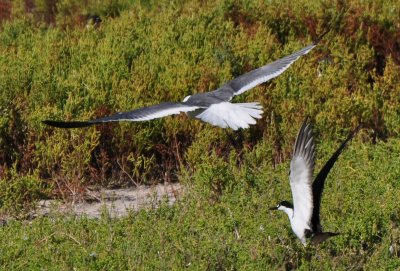 Laughing Gull and Sooty Tern