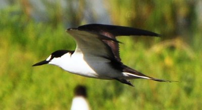 Sooty Tern