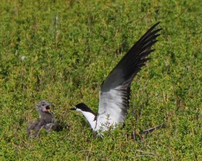 Sooty Tern