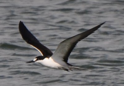 Sooty Tern
