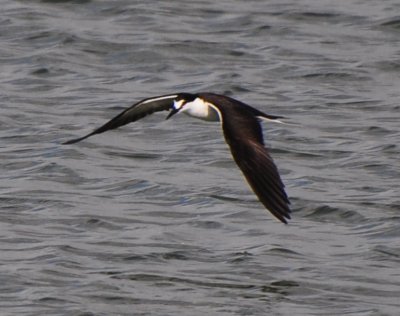 Sooty Tern