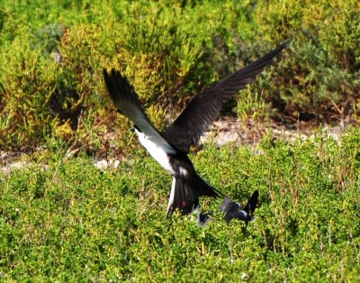 Sooty Tern
