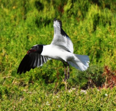 Alternate Plumaged Laughing Gull