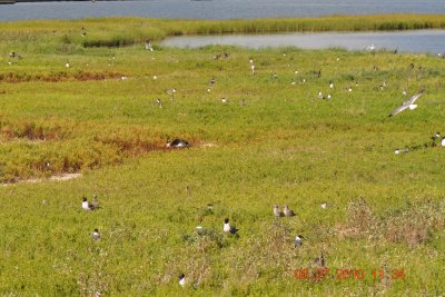 Laughing Gull Colony