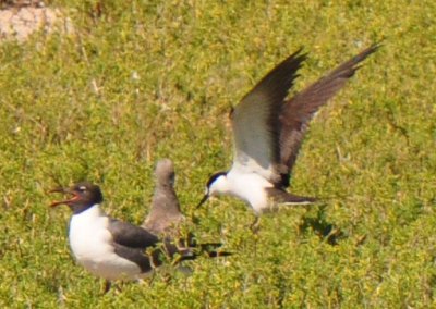 Alternate Plumaged Laughing Gull and Alternate Plumaged  Sooty Tern