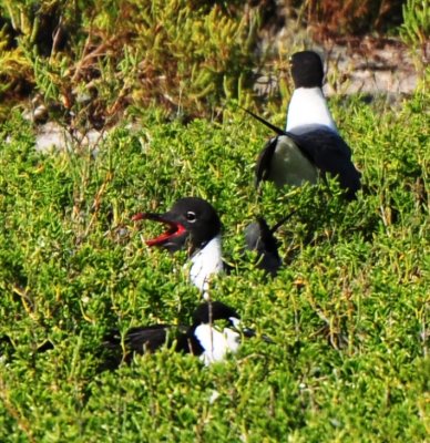 Alternate Plumaged Laughing Gull and Alternate Plumaged Sooty Tern