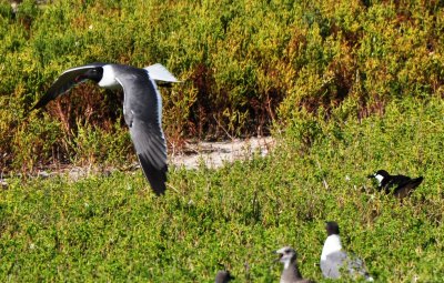 Alternate Plumaged Laughing Gull and Alternate Plumaged Sooty Tern