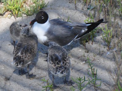 Alternate Plumaged Laughing Gull with Chicks