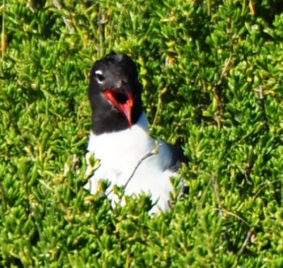 Alternate Plumaged Laughing Gull